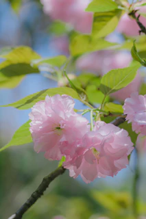 A serene morning scene with soft sunlight filtering through delicate pink blossoms, evoking calm and feminine energy.