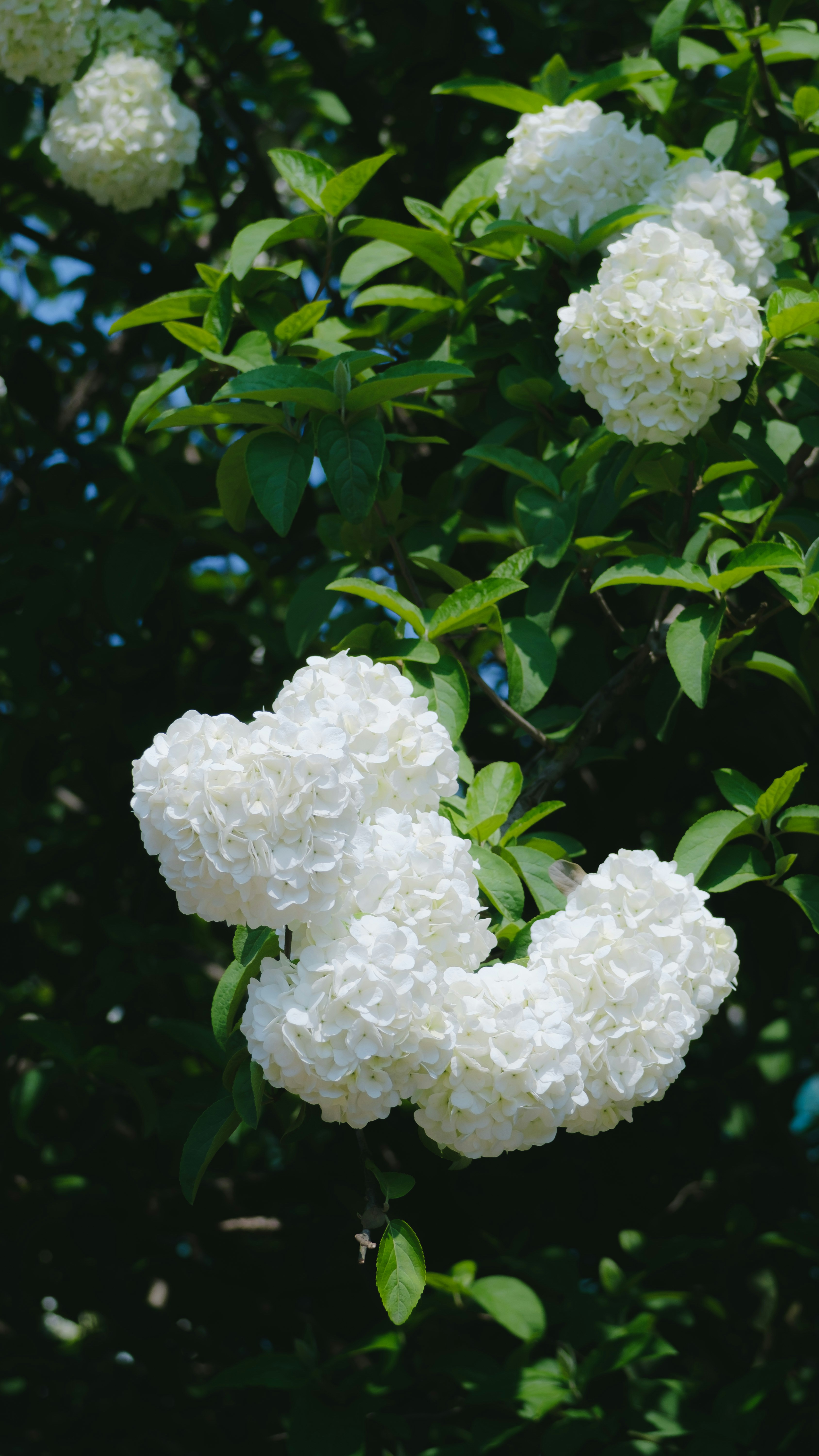 Photo by xiexianghua