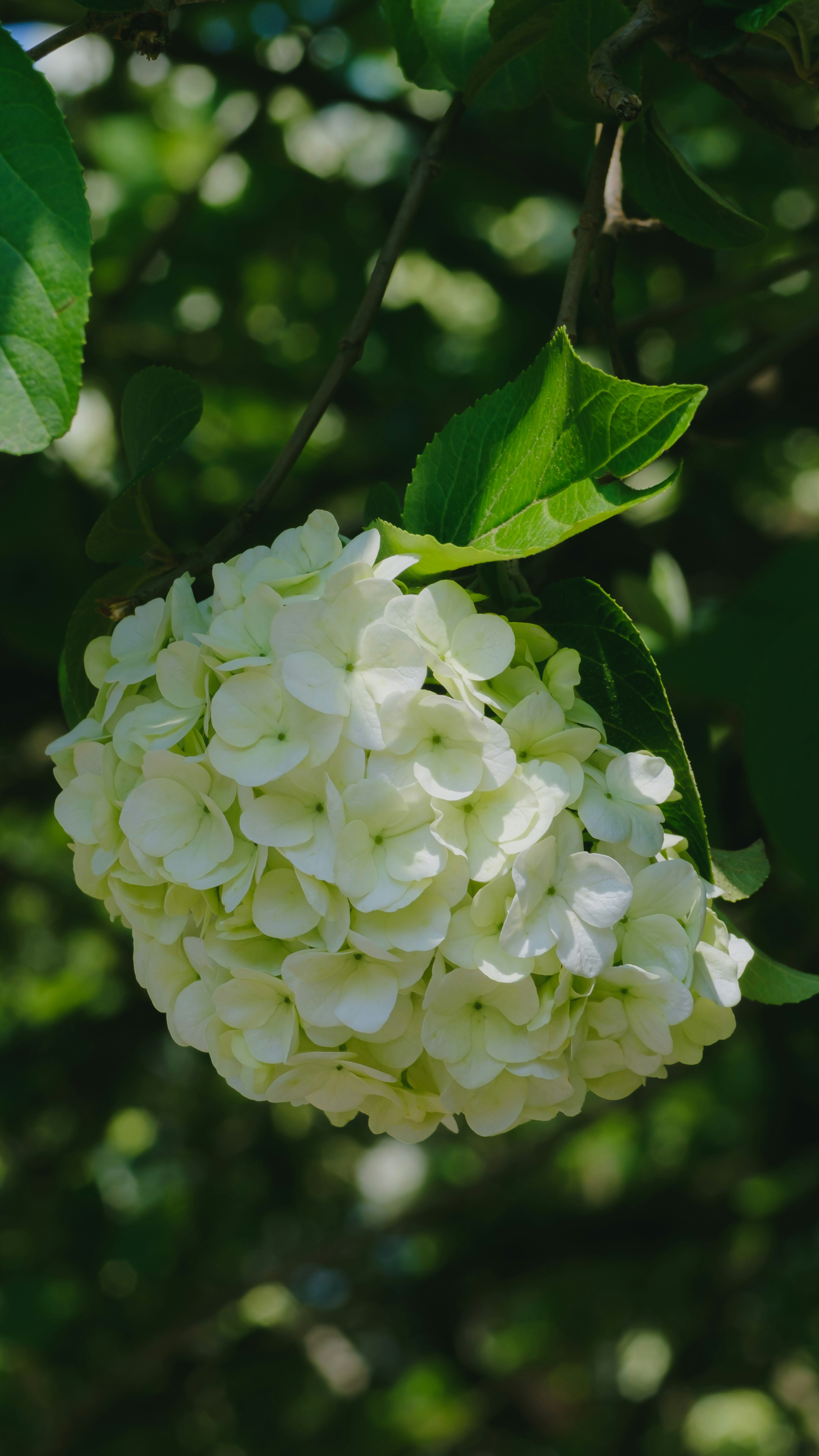 Photo by xiexianghua