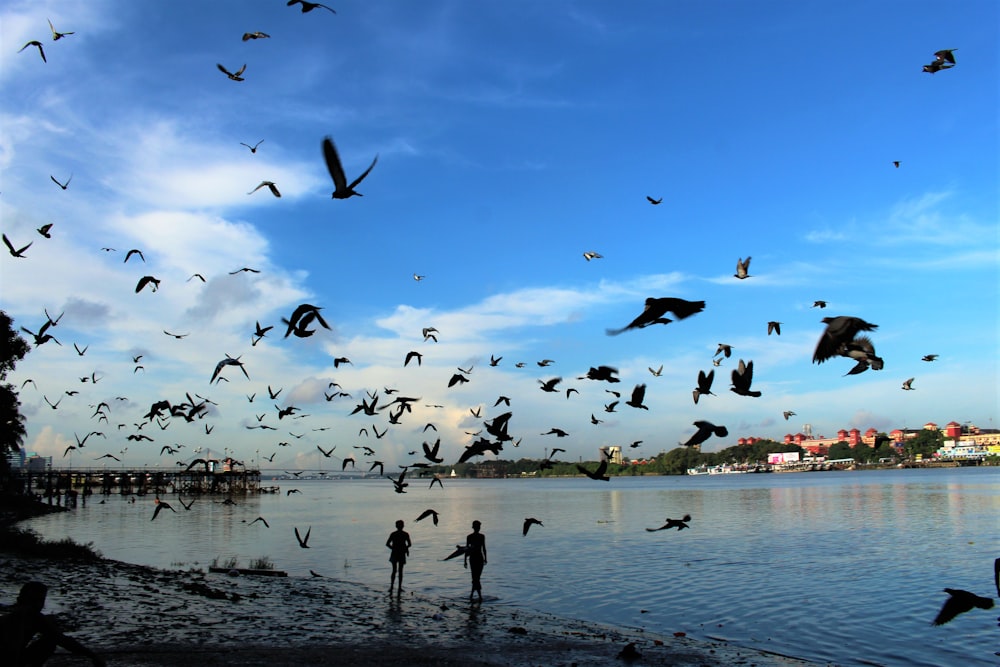 a flock of birds flying over a body of water