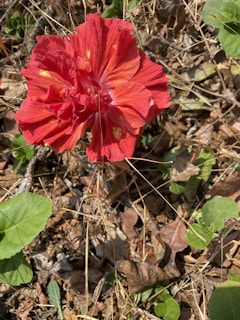 A vibrant display of hibiscus flowers drying under the Sudanese sun, showcasing their deep red color.