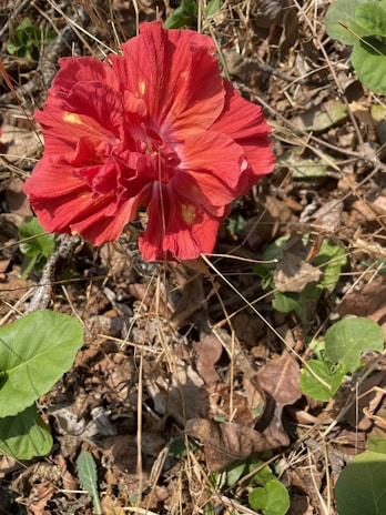 A vibrant display of hibiscus flowers drying under the Sudanese sun, showcasing their deep red color.