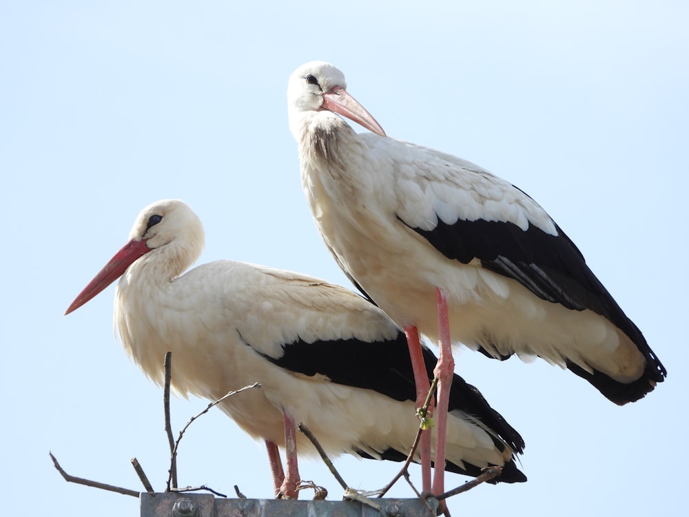 two white and black birds sitting on top of a pole