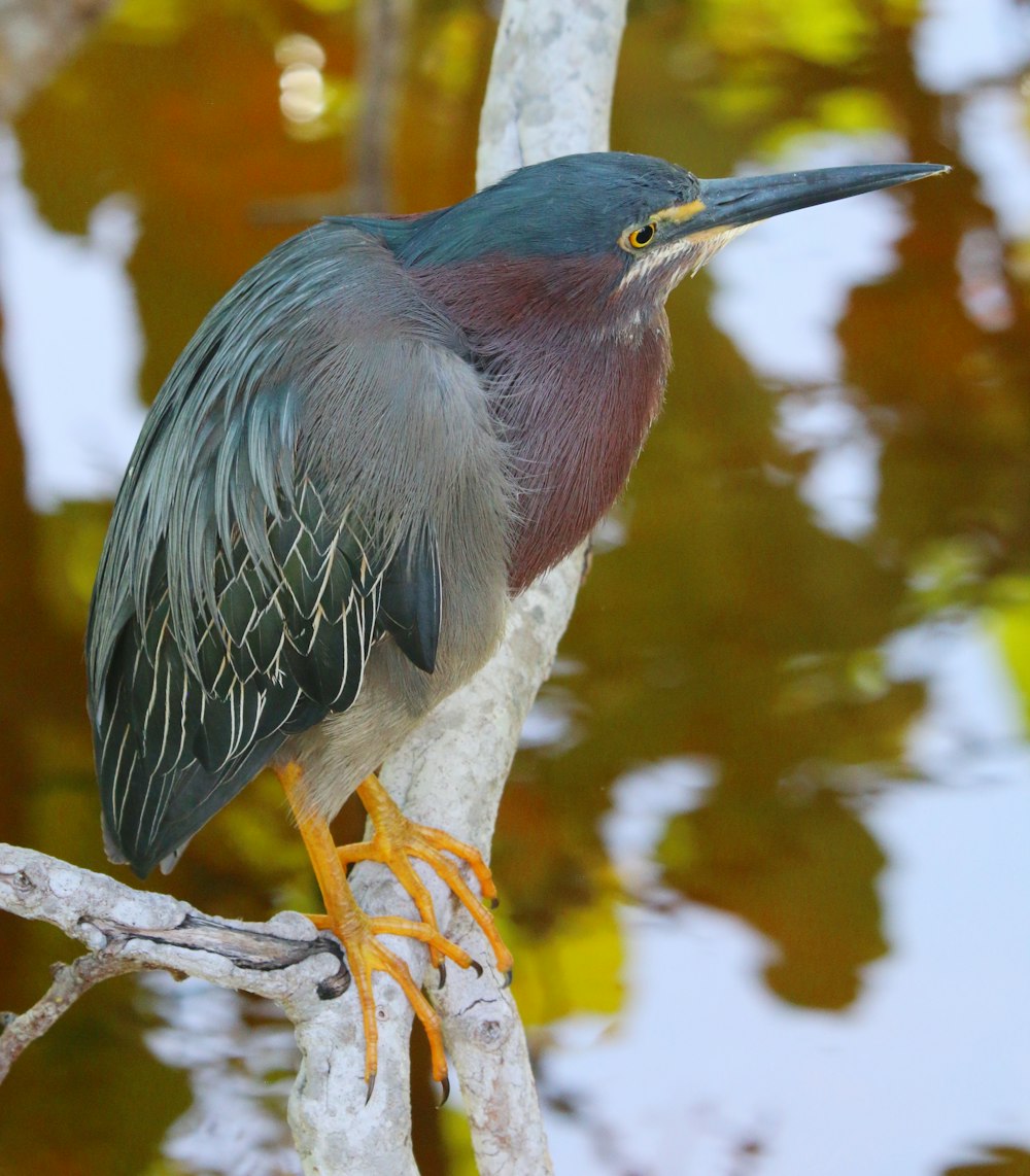 a close up of a bird on a tree branch