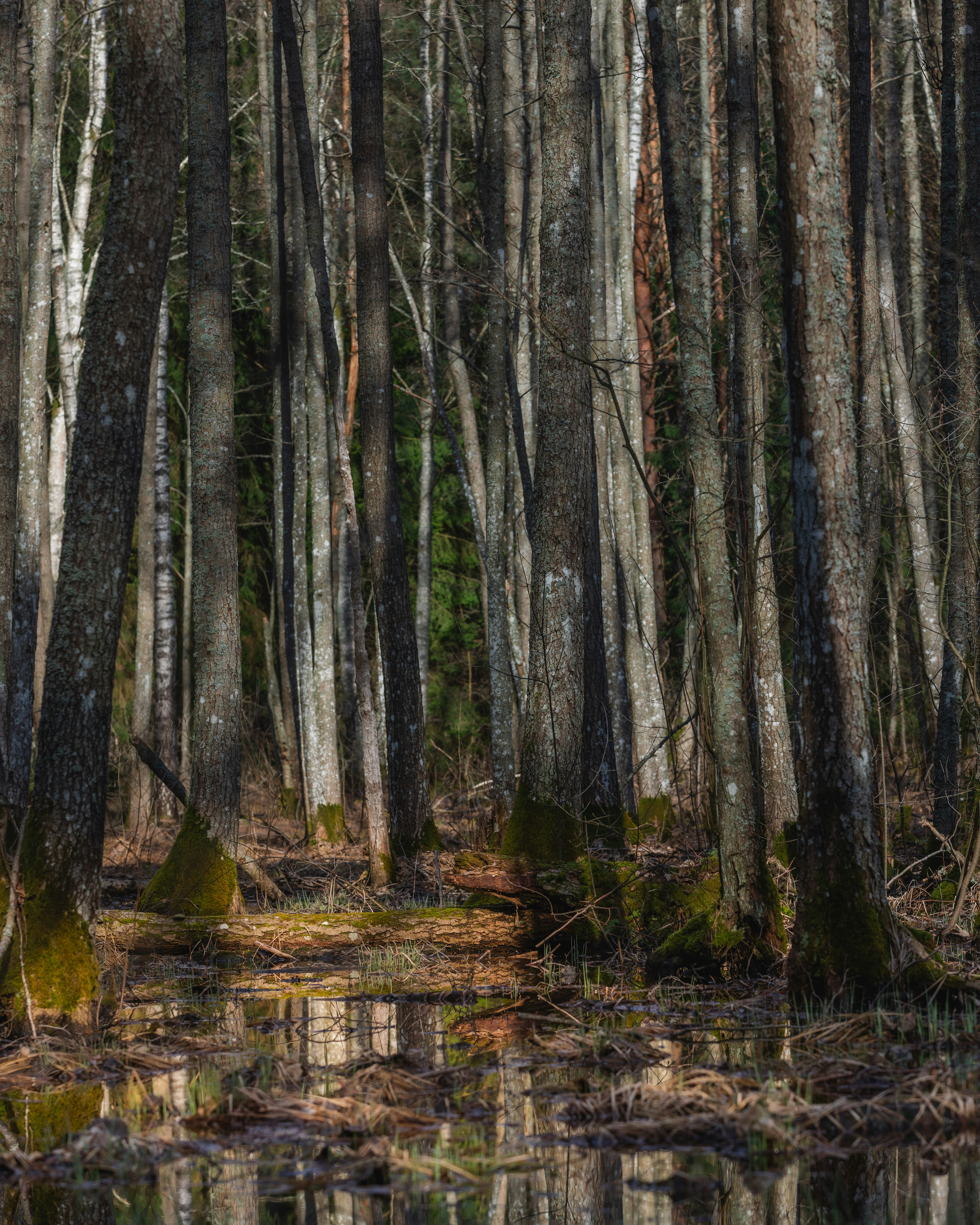 Photo by armandsbrants