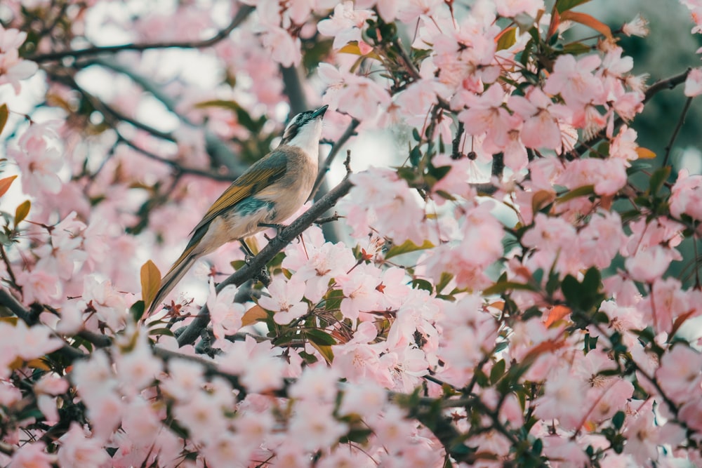 Un pájaro sentado en una rama de un árbol con flores rosadas