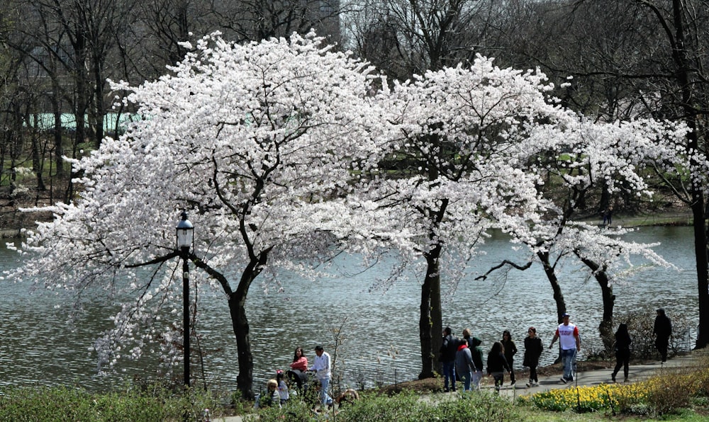 Un grupo de personas caminando alrededor de un parque junto a un lago