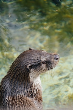 An otter with wet fur is seen at the edge of a body of water, gazing upwards. The fur appears slick and shiny, indicating it has recently been swimming. The water is clear, with a mix of green and blue hues, reflecting light and creating a tranquil background.