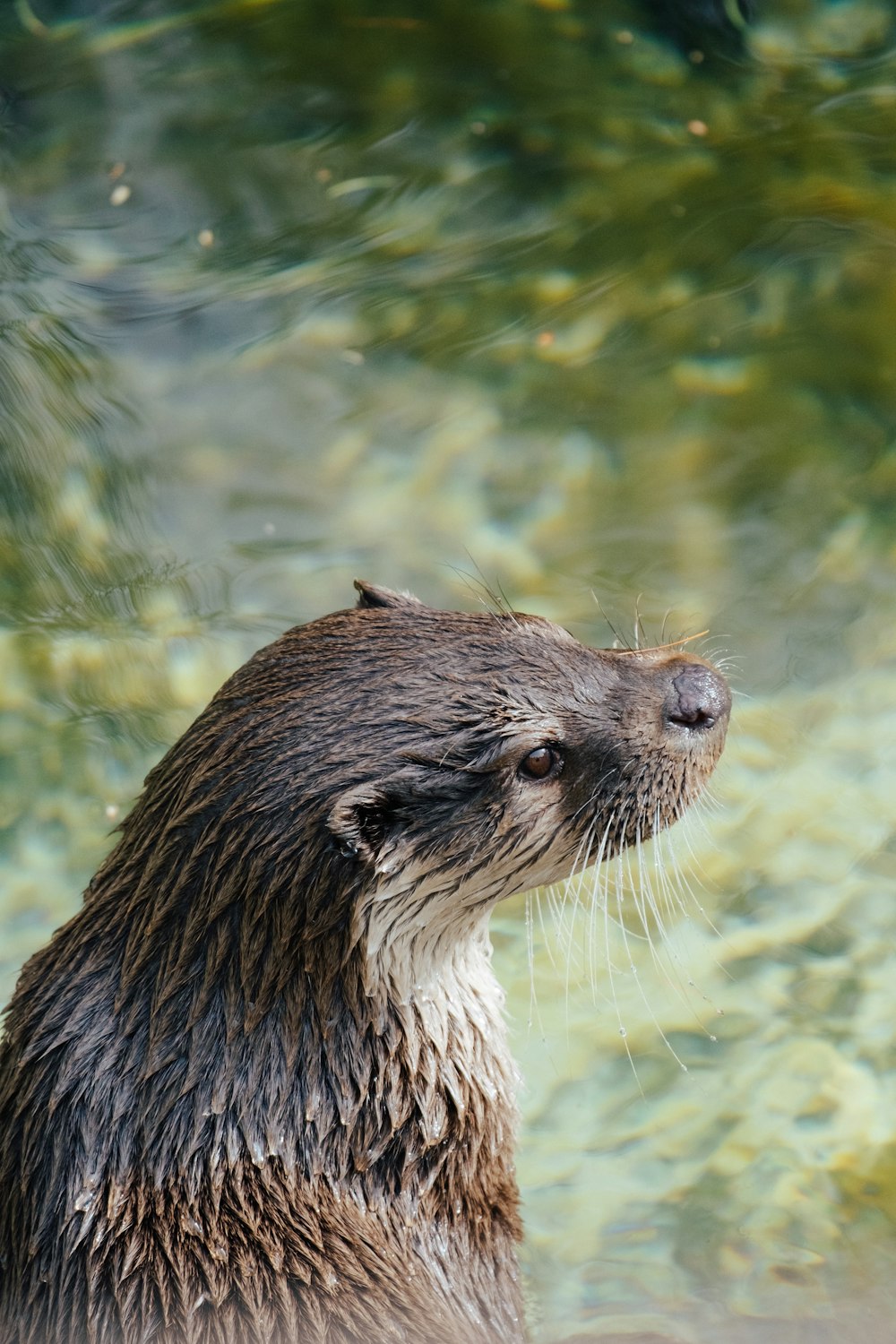 a close up of a wet otter in a body of water