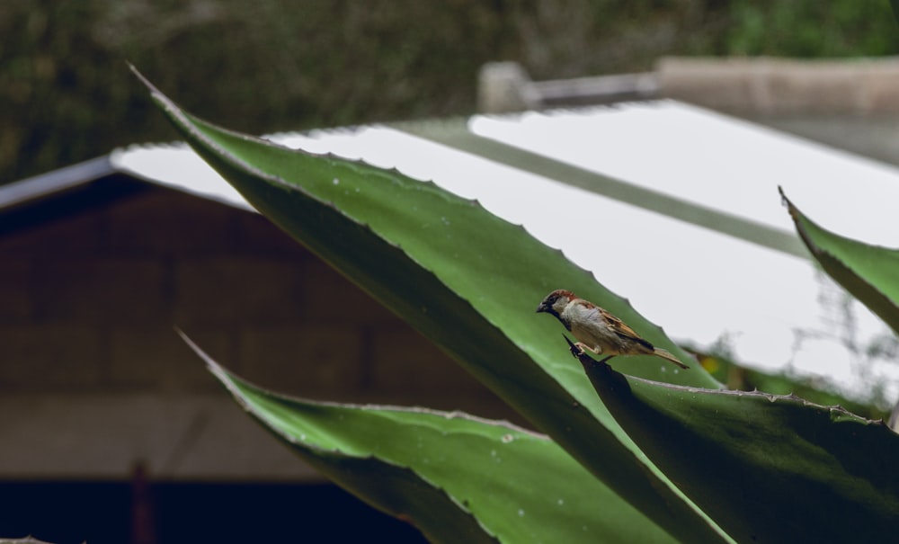 a small bird perched on a large leaf