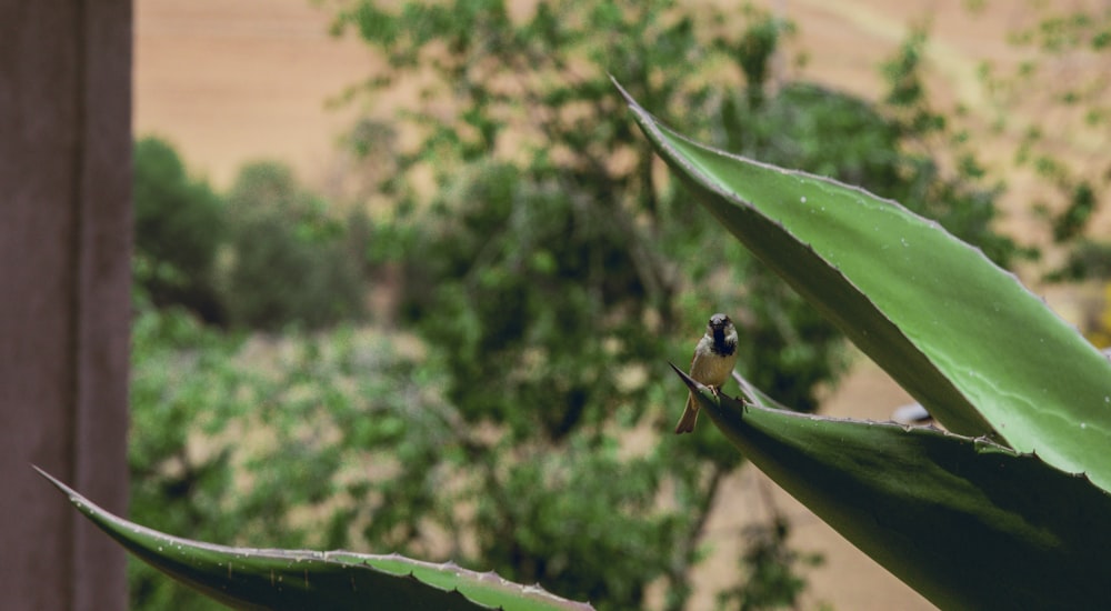 a small bird perched on top of a green plant