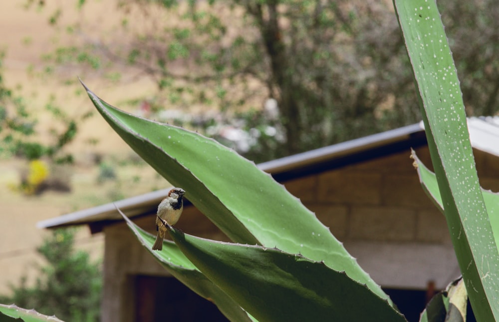 a small bird perched on top of a green plant