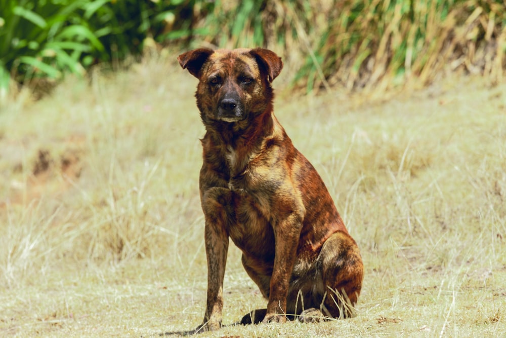 a brown dog sitting on top of a dry grass field