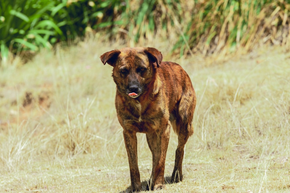 a brown dog standing on top of a dry grass field