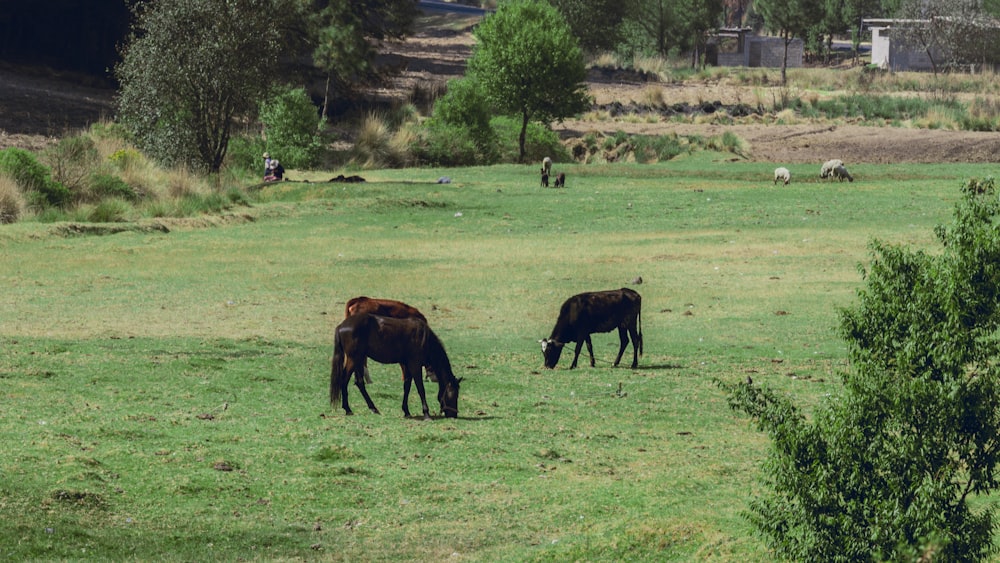 a couple of horses that are standing in the grass