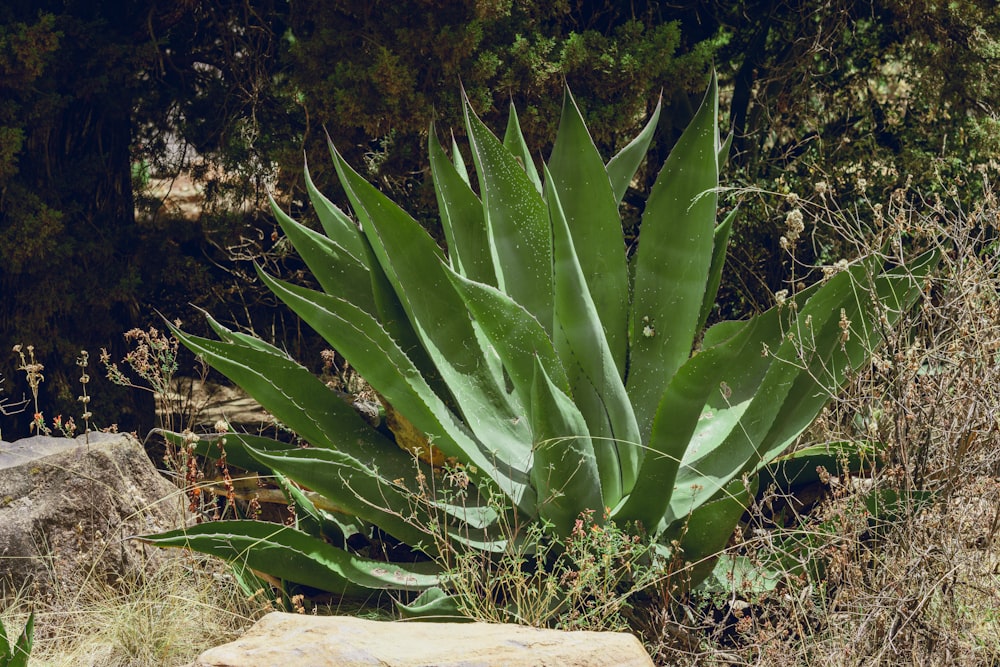 a large green plant sitting on top of a rock