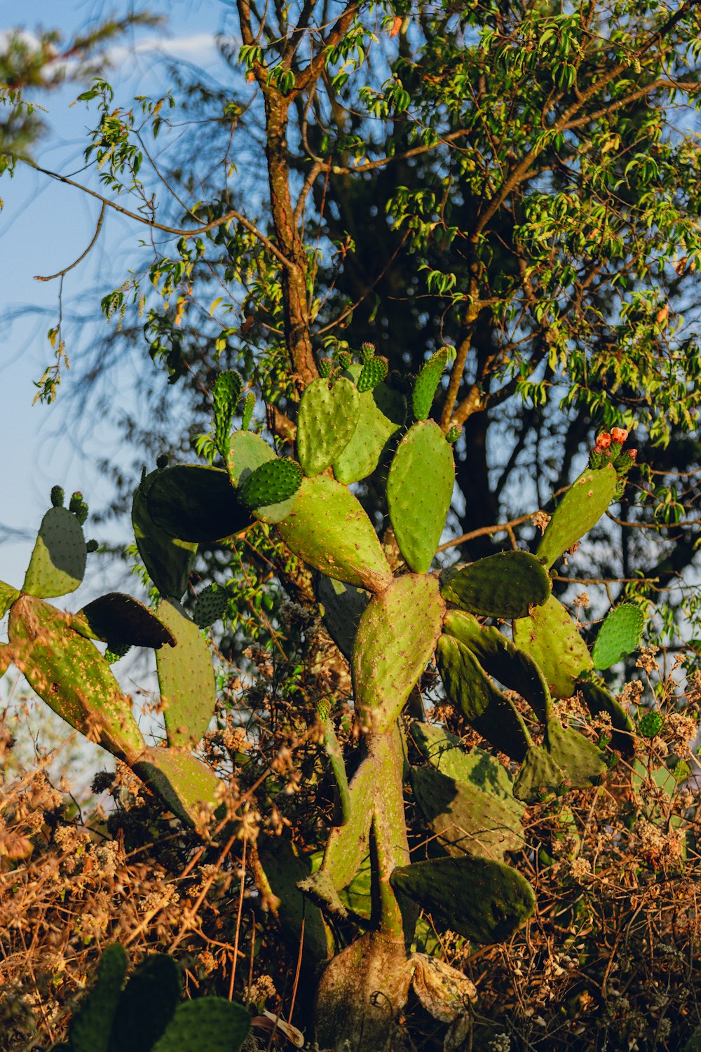 a tree with lots of green leaves on it