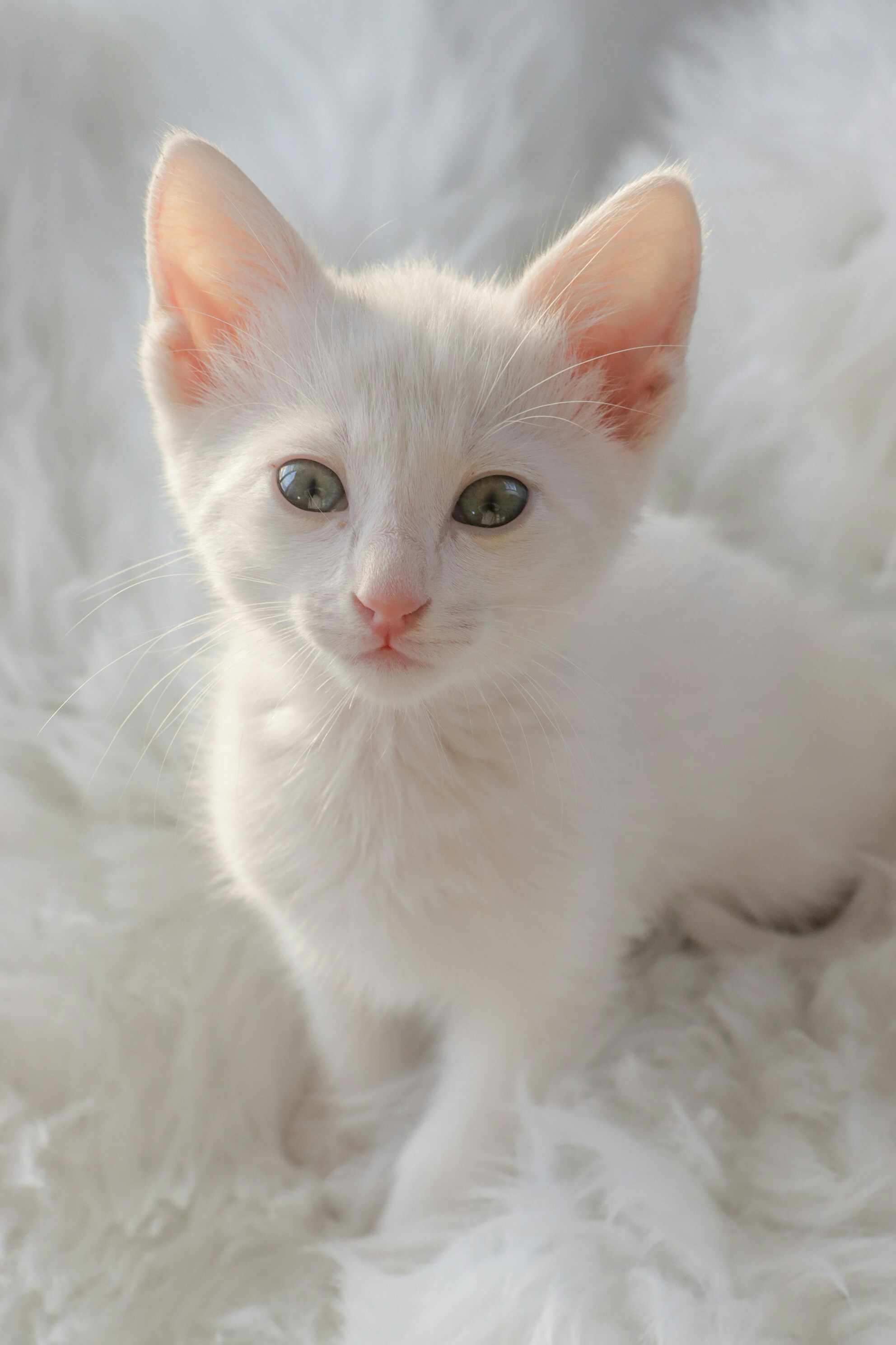Imágenes de Gatito Blanco | Descarga imágenes gratuitas en Unsplash, image size:3000x4500