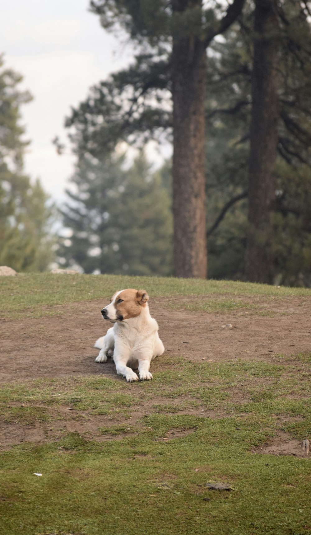 a brown and white dog sitting on top of a grass covered field