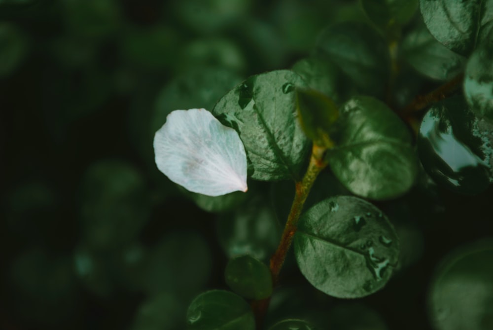 a white flower with green leaves in the background