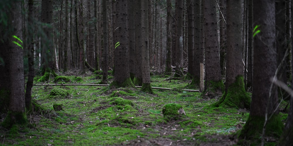 a forest filled with lots of tall trees