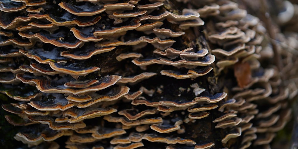 a cluster of mushrooms growing on a tree