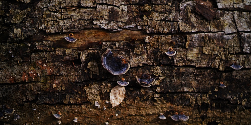 a close up of a tree trunk with a bunch of holes in it