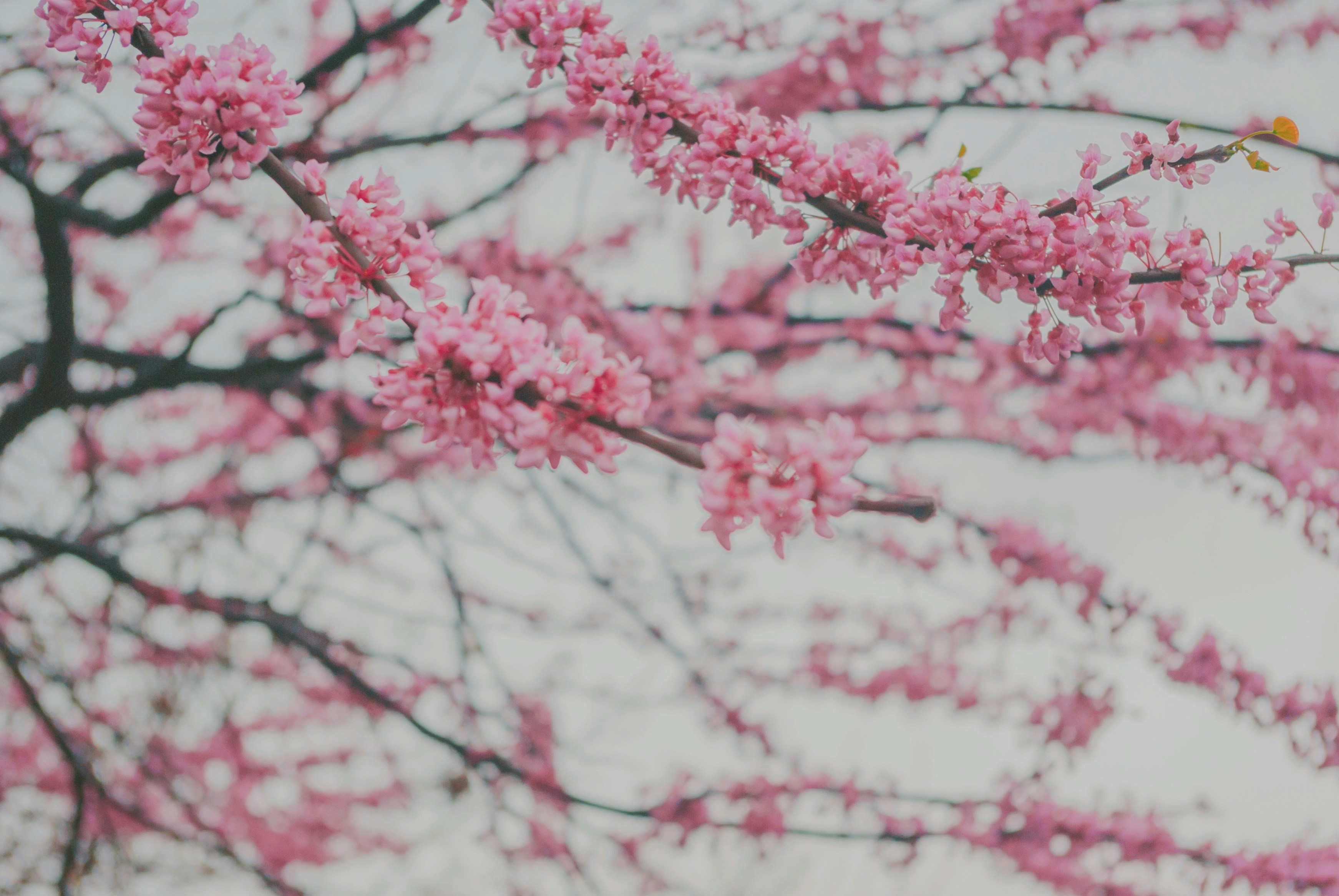 Photo by moonmoons_days