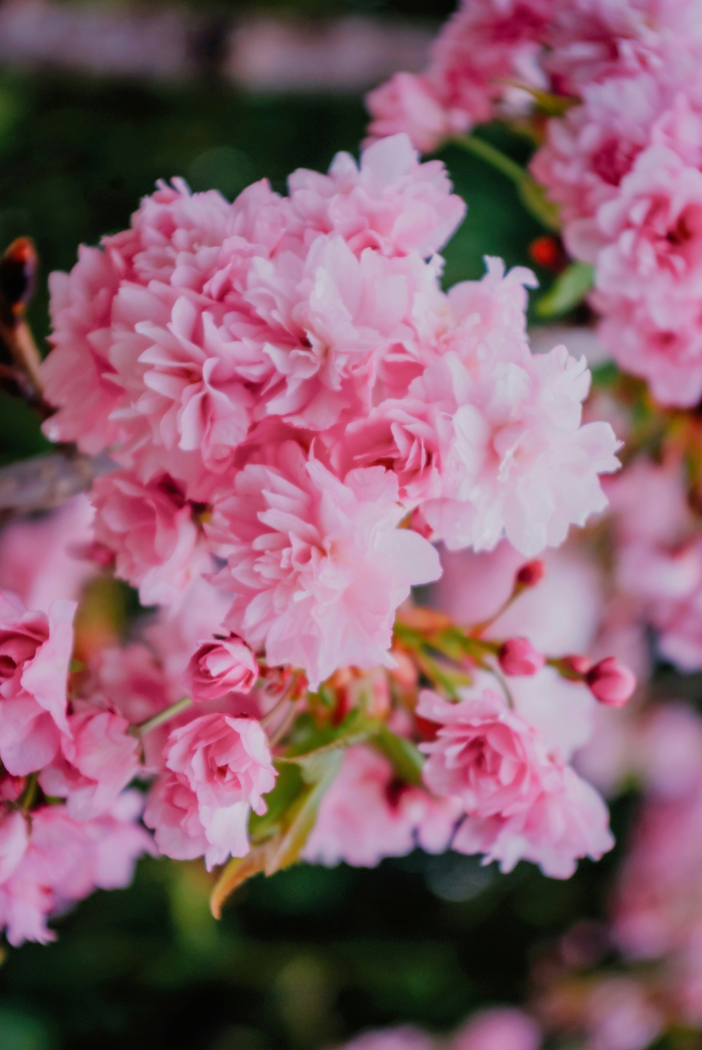 Photo by moonmoons_days