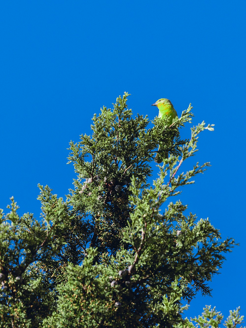 a green bird perched on top of a tree