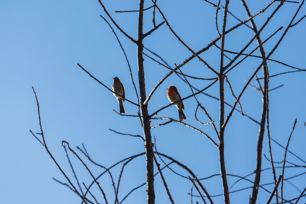 a couple of birds sitting on top of a tree branch