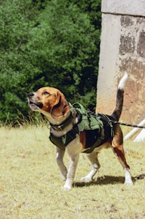 Best Hunting Dog Training Gear