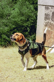 Best Hunting Dog Training Gear