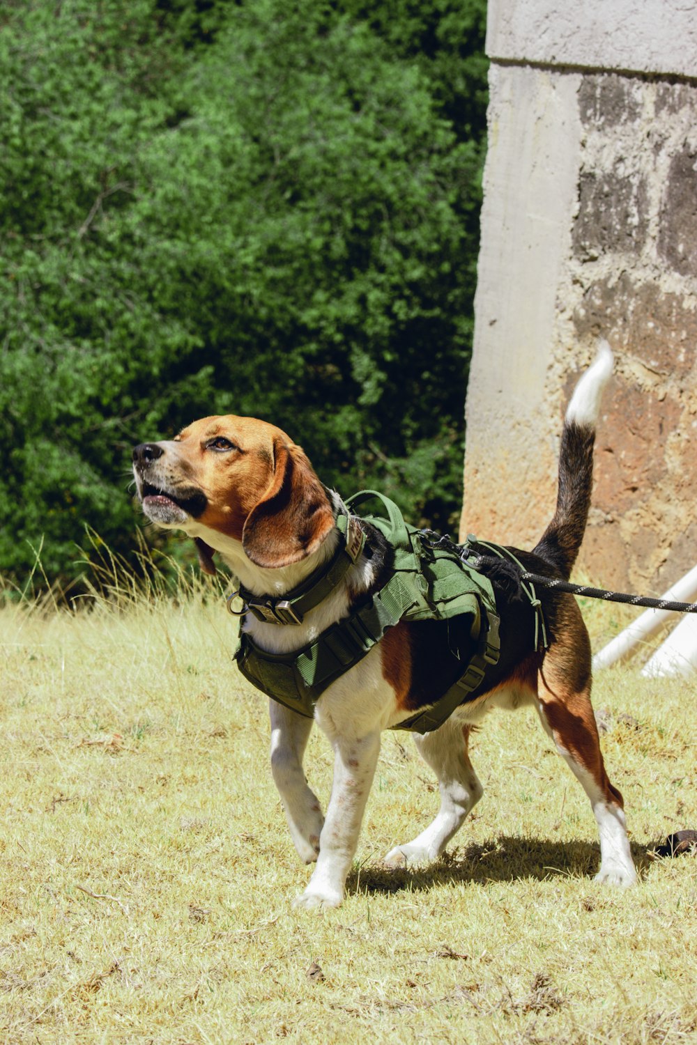 a dog with a backpack on walking in the grass