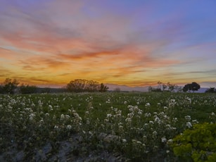 a beautiful sunset over a field of wildflowers
