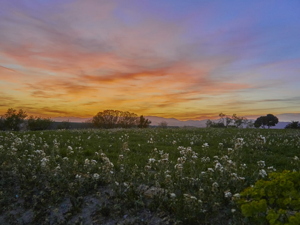 a beautiful sunset over a field of wildflowers