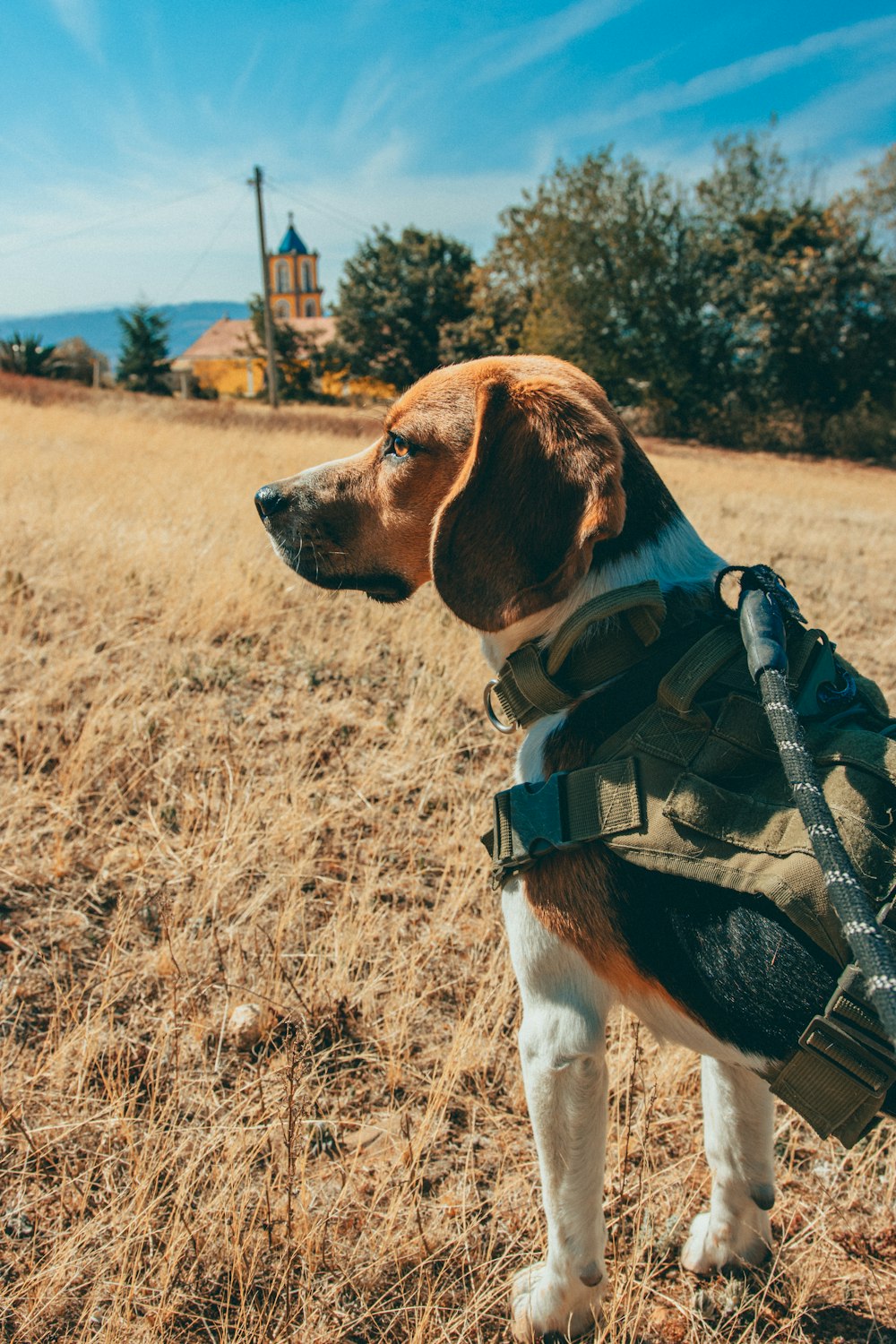 a brown and white dog wearing a backpack in a field