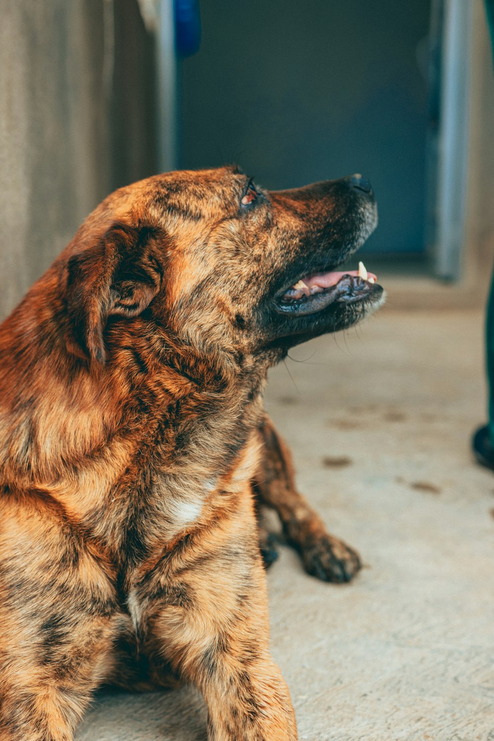 a brown and black dog sitting on top of a cement floor