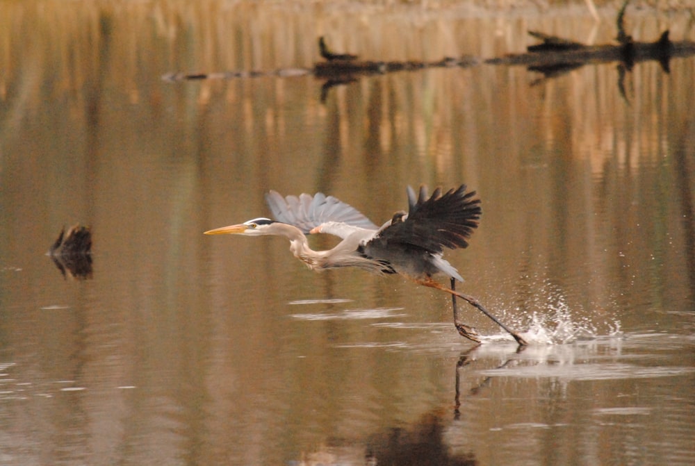 un oiseau survolant un plan d’eau