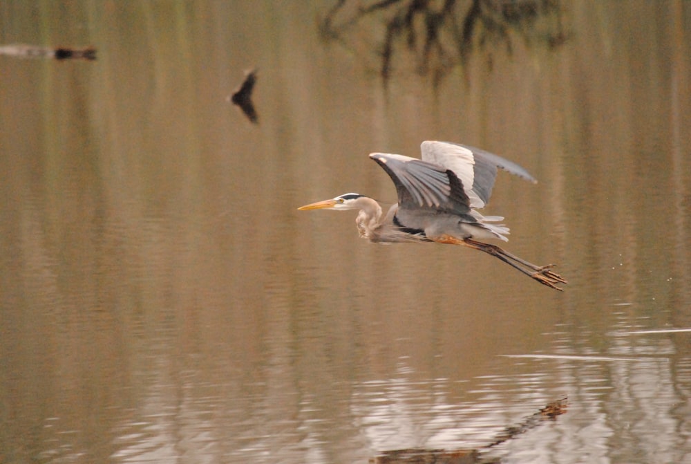 un oiseau survolant un plan d’eau