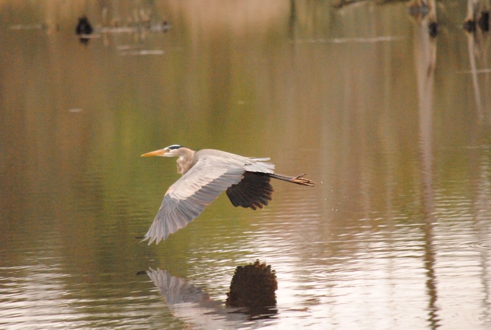 un oiseau survolant un plan d’eau