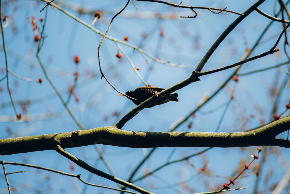 a bird sitting on a branch of a tree