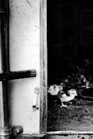 A handler gently opening a pen door at dawn, with alert chicks inside ready for their morning check.