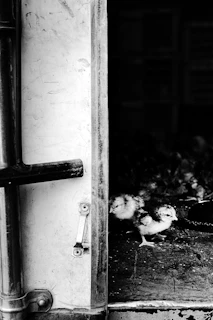 A handler gently opening a pen door at dawn, with alert chicks inside ready for their morning check.