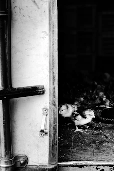 A handler gently opening a pen at dawn to check on alert, healthy gamefowl chicks
