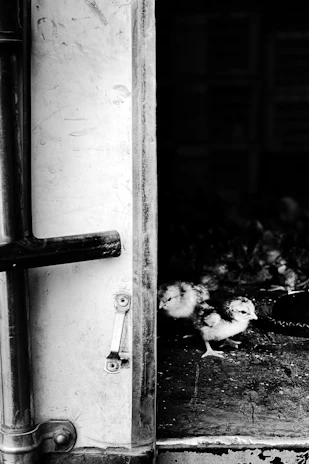 A handler gently opening a pen to check on alert, healthy chicks.