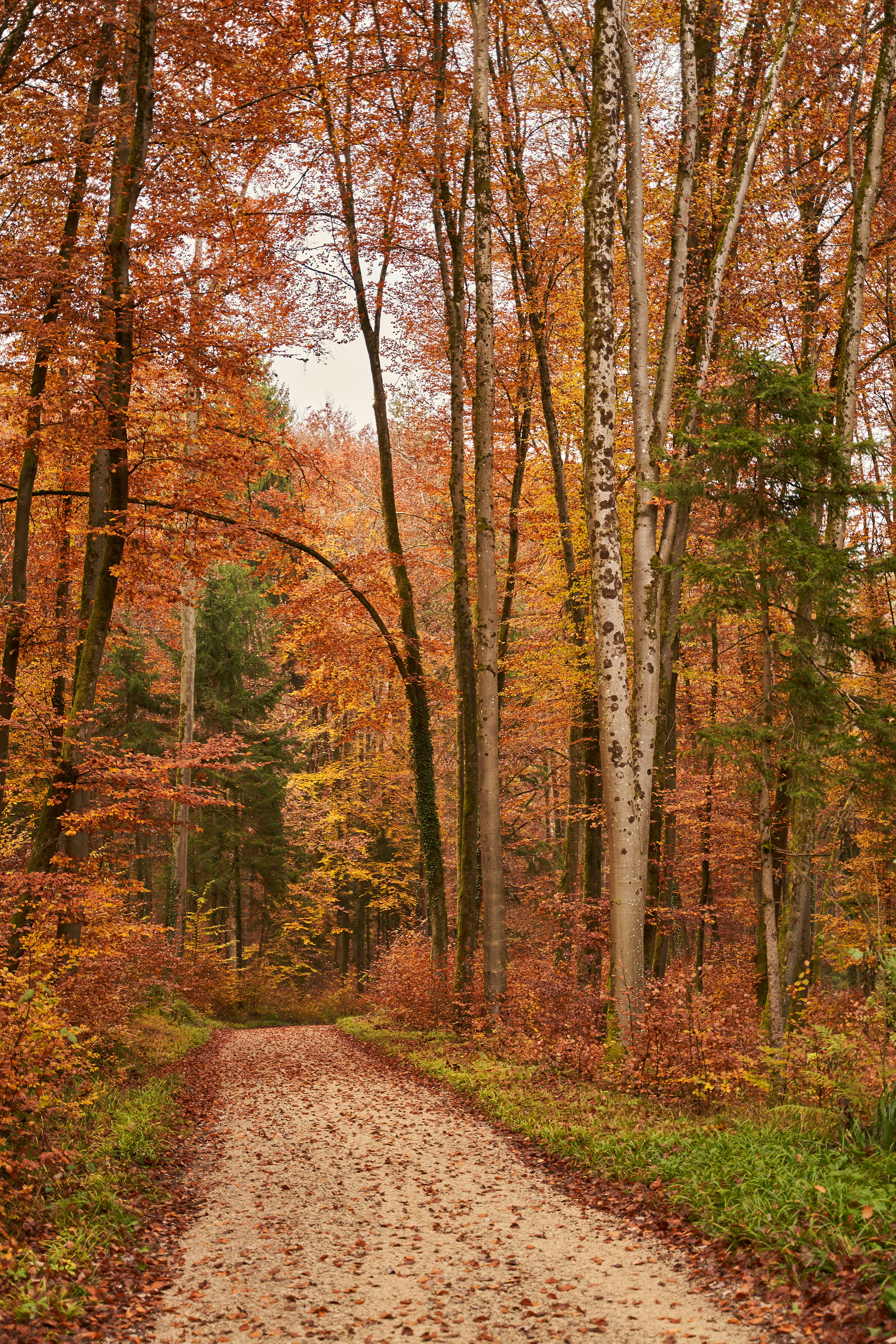 Photo by wolfgang_hasselmann