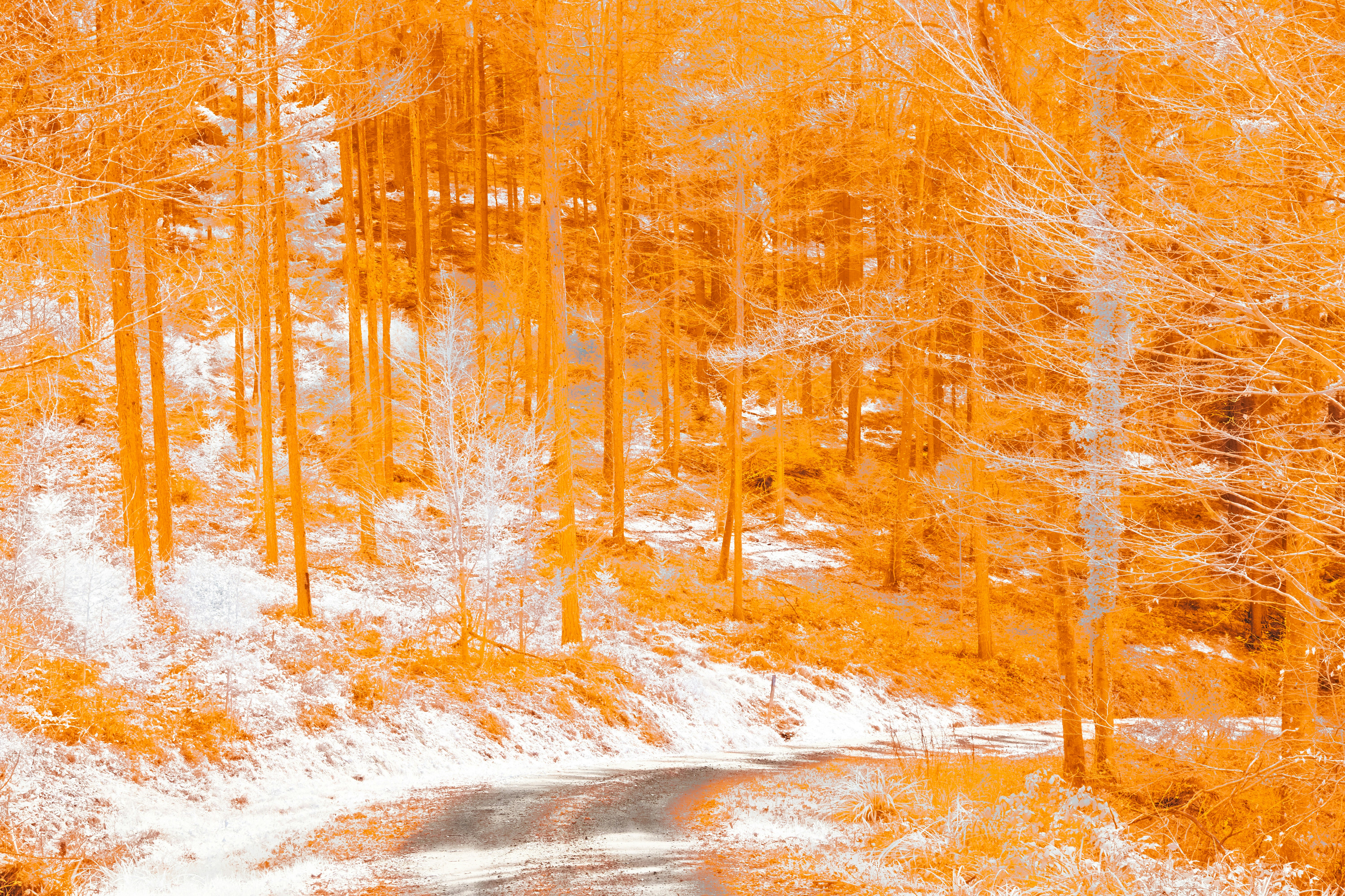 Photo by wolfgang_hasselmann