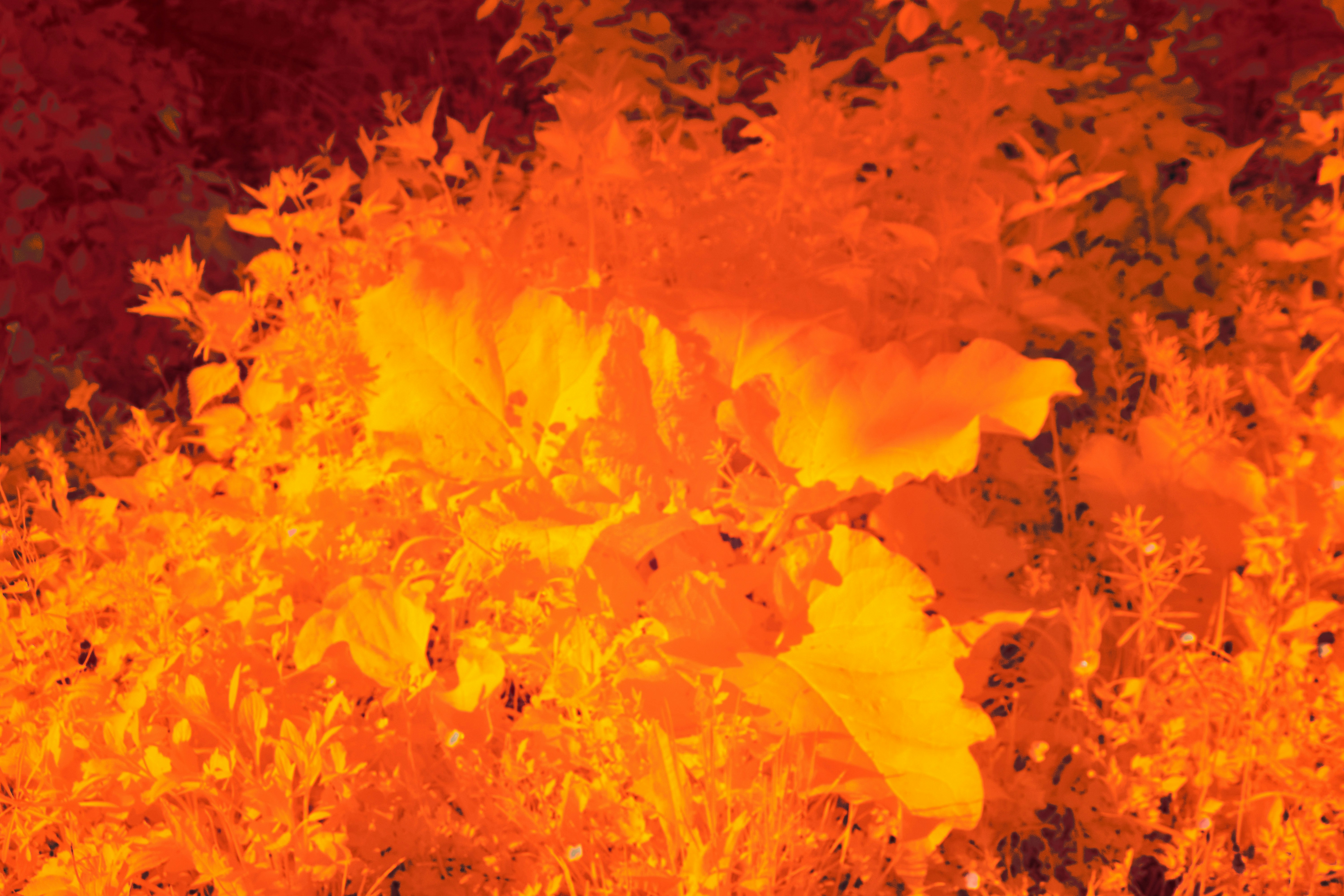 Photo by wolfgang_hasselmann