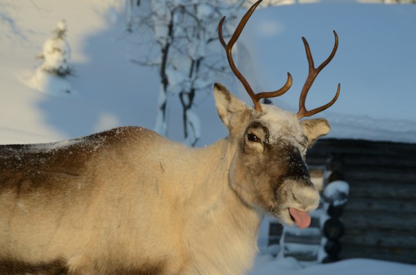 A reindeer at a hut in Pallas-Yllästunturi National Park — Ylläs, Finland